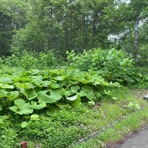 Royal Town Onsen # 4