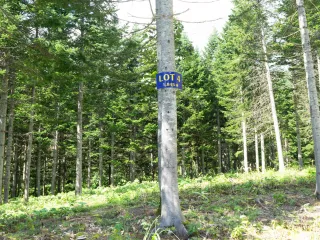 Lot4Pines